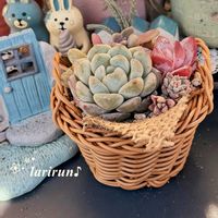 エケベリア,エケベリア,リプサリス,多肉植物,多肉の寄せ植えの画像