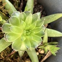 ツメレンゲ,多肉植物の画像