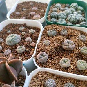 サボテン,翠晃冠,疣銀冠玉,疣銀冠玉,多肉植物の画像