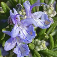 ローズマリー,朧月,ビオラ,多肉植物,葉挿しの画像