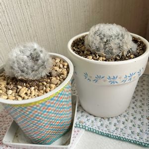 マミラリア白星・うさぎのほっぺ,植え替えました,手作りリメ鉢リメ缶,別名同種の多肉さん,おこた♪の実験室(^_^)vの画像