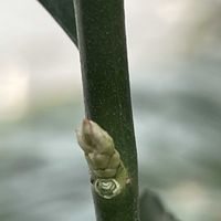 マサキ,マサキ,マサキの実,冬芽葉痕,冬芽葉痕の画像