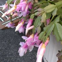 シャコバサボテン,寄せ植え,鉢植え,ガーデニング,散策の画像