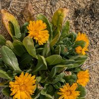 キンセンカの画像