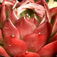 ミニ胡蝶蘭,オンスロー,メキシカンローズ,斑入り沈丁花前島,ハオルチア　オプツーサ　マスカットの画像