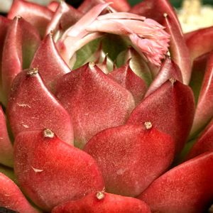 ミニ胡蝶蘭,オンスロー,メキシカンローズ,斑入り沈丁花前島,ハオルチア　オプツーサ　マスカットの画像