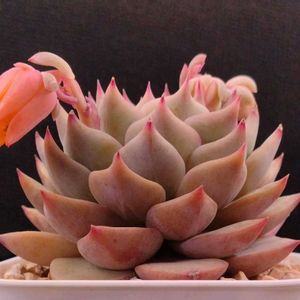 ハオルチア,多肉植物,エケベリア属,ハオルチア属,多肉大好きの画像