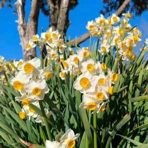 スイセン,水仙,雑草,山野草,野草の画像