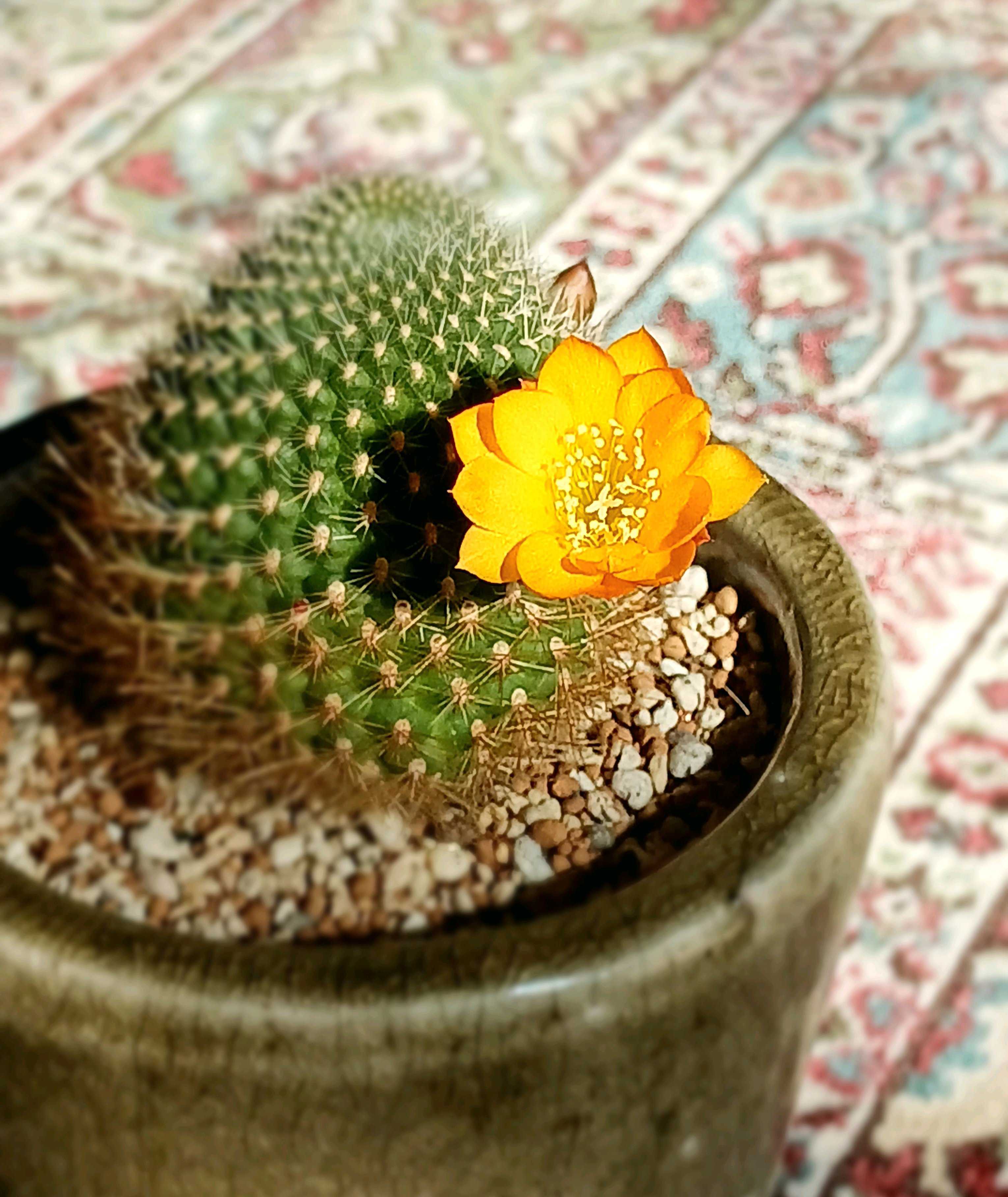 綺麗な花を咲かすサボテンの種類について紹介!｜🍀GreenSnap（グリーン