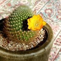 サボテン,レブチア属 黄花宝山,レブチア属 黄花宝山,多肉植物,サボテンの花の画像