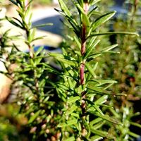 キンセンカ,ローズマリー,パンジー,紅梅,山口県民の画像