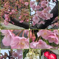 ヤブコウジ(十両),馬酔木(あせび),自宅の庭,河津桜♪,出かけ先での画像