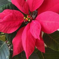 ポインセチア,ポインセチアの画像
