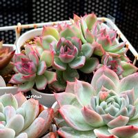 多肉植物,癒される,no green no life,多肉植物のある暮らし,多肉女子の画像