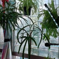 オリヅルランの画像