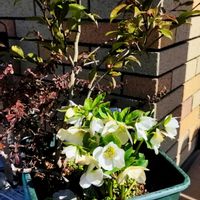 チランジア,クリスマスローズ,ツバキ,ピラカンサ,フックシーの画像