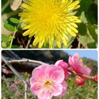 ホトケノザ,ムラサキハナナ,沈丁花,枝垂れ梅,タンポポの画像