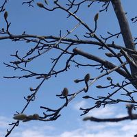 ハクモクレンの画像