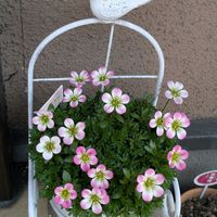 クモマグサの画像