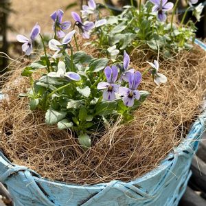 ビオラ,ガーデニング,リメイク,花のある暮らし,小さな庭の画像