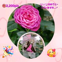 チューリップ,チューリップ,ミニバラ,ミニバラ,におい桜の画像