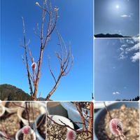 ネコヤナギの画像