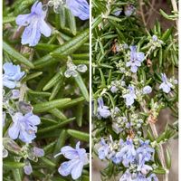 ローズマリー,ローズマリー,乙女心,乙女心,セダム属の画像