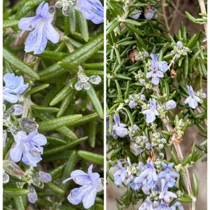 ローズマリー,ローズマリー,乙女心,乙女心,セダム属の画像