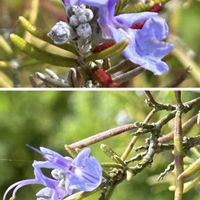 ローズマリー,ローズマリー,大根,アップルベリー,杏(あんず)の画像