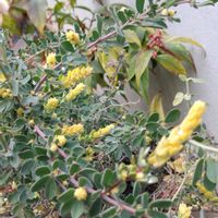 ロータスブリムストーンの画像