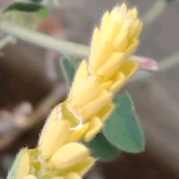 ロータスブリムストーンの画像