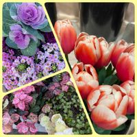 チューリップ,ハツユキカズラ,葉牡丹（はぼたん）,斑入り好き♡,春色の画像
