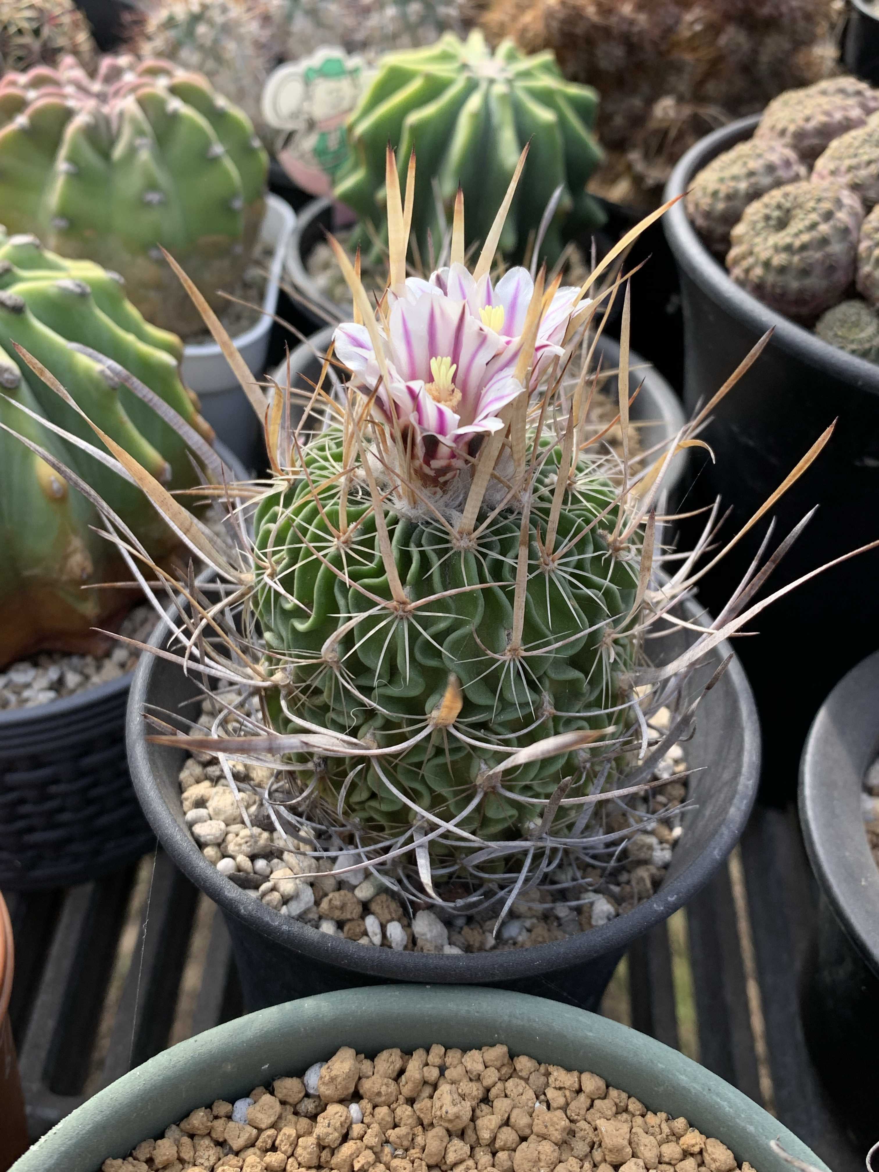 綺麗な花を咲かすサボテンの種類について紹介!｜🍀GreenSnap（グリーン