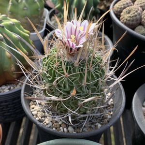 サボテン,振武玉,開花,サボテンの花,紫の花の画像