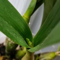 カトレア,キョーグチ,キョーグチ,洋ラン,金曜日の蕾たちの画像