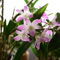 デンドロビウム,ミニカトレア,プリンセス キコ,デンドロビウム　桜蘭,亜種リュウキュウサンショウクイの画像