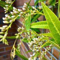 ハーデンベルギア,花のある暮らし,緑のある暮らし,金曜日の蕾たち,庭の画像