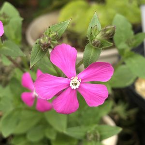 シレネ ピンクパンサー,ビニールハウスの画像