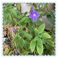 アロエ,かねのなる木,姫リュウキンカ,スプレートカーパス,風邪などひかない様に過ごしましょうねの画像