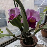 カトレア,熱帯植物,蘭の画像