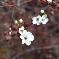 ユキヤナギ,ユキヤナギ,ユキヤナギ,いつもの散歩道,お出かけ先の画像