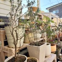 ローズマリー,ローズマリー,ハーブ,ハーブガーデン,今日のお花の画像