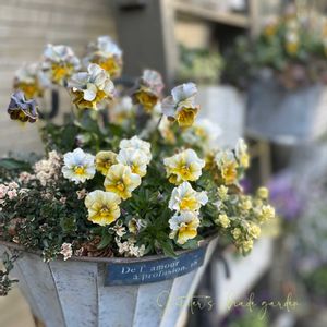 パンジー・ビオラ,神戸べっぴんさんビオラ,寄せ植え,ナチュラルガーデン,ジャンクガーデンの画像
