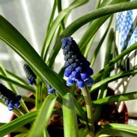 ゼラニウム,ゼラニウム,ムスカリ,ムスカリ,ゼラニウムのつぼみの画像