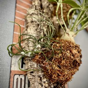 ブルボーサ,ブッツィー,アリの巣玉,アリの巣玉,ヒドノフィツム パプアナムの画像