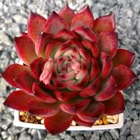 乙女心,フロリディテール,ルビーティント,ファイヤーピラー。,多肉植物の画像