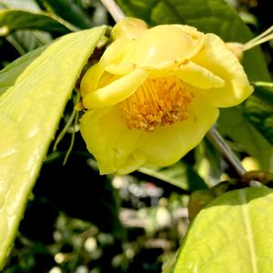 ツバキ,椿　フラバ,温室,初見,ツバキ科の画像