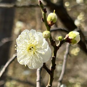 緑萼梅(リョクガクバイ),植栽,牧野記念庭園,牧野富太郎博士命名植物の画像