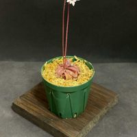 ムシトリスミレ,Pinguicula planifolia,Pinguicula planifolia,ピンギキュラ　プラニフォリア,食虫植物の画像