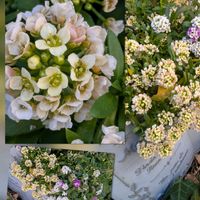 アリッサム,アリッサム,クリンソウ,リナリア,ビオラの画像